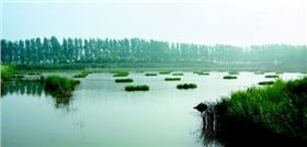 四季河人工湿地“复活”了 四季河人工湿地“复活”了