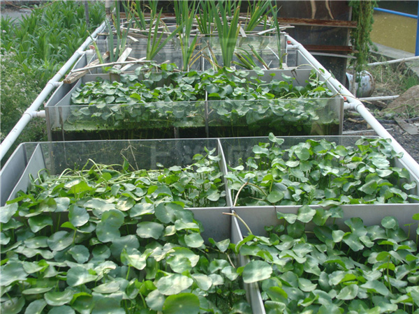 水生植物 水生植物