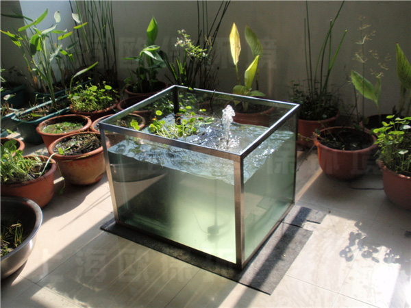 挺水植物 挺水植物
