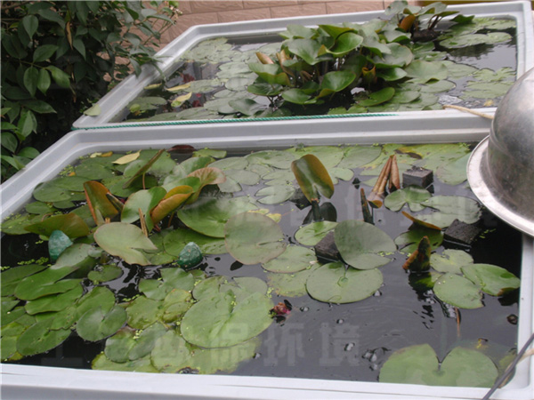 浮叶植物 浮叶植物