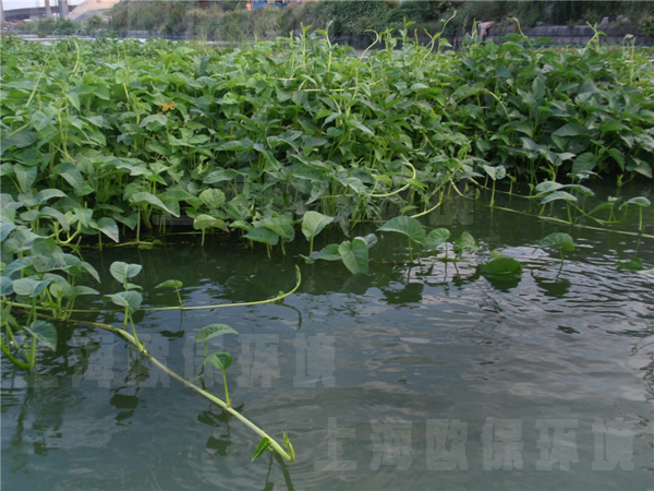 过滤型漂浮湿地污水净化法 过滤型漂浮湿地污水净化法