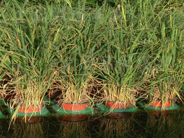 过滤型漂浮湿地污水净化法 过滤型漂浮湿地污水净化法