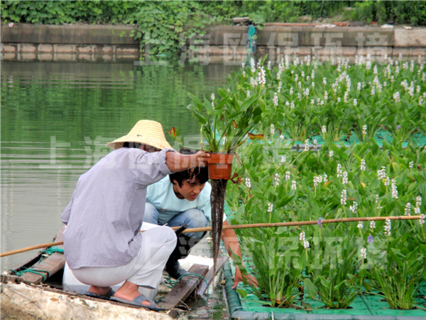 多年生抗风浪型生态浮岛 多年生抗风浪型生态浮岛