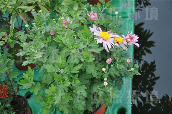 广东某高尔夫球场景观水池的水上绿化项目 广东某高尔夫球场景观水池的水上绿化项目