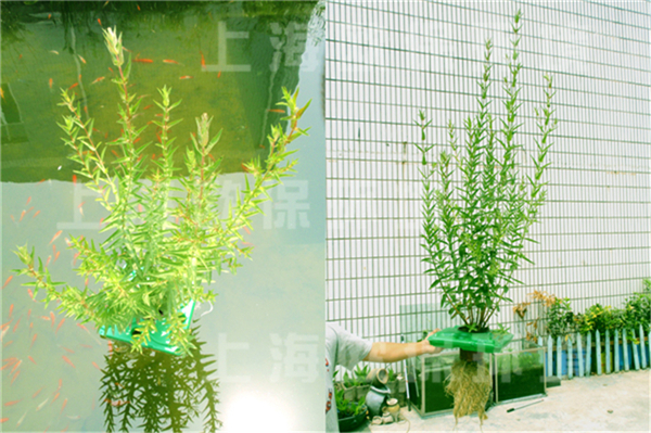 多年生抗风浪型生态浮岛发达的植物根系是净水的保障 多年生抗风浪型生态浮岛发达的植物根系是净水的保障