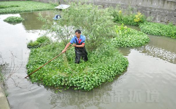 欧保环境的生态浮床使用效果