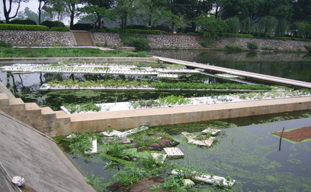 生态浮床选择不当的效果