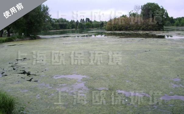 水库生态修复装置治理前,藻类滋生,溶解氧<1mg/L 水库生态修复装置治理前,藻类滋生,溶解氧<1mg/L