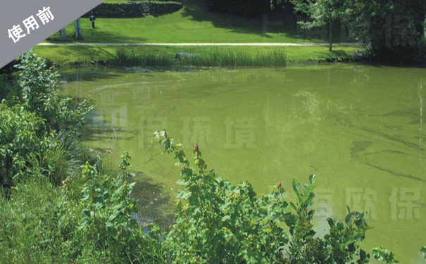 水处理前,严重富营养化,蓝藻爆发聚集 水处理前,严重富营养化,蓝藻爆发聚集
