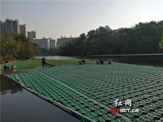 &ldquo;生态浮岛&rdquo;亮相衡阳平湖公园-欧保生态浮岛