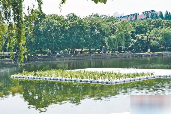 东盐河首现欧保生态浮岛 清流绕城诗意栖居渐行渐近