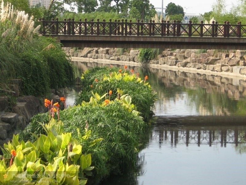 蔡家岗街道“四个专”强化整治河道生态环境 蔡家岗街道“四个专”强化整治河道生态环境
