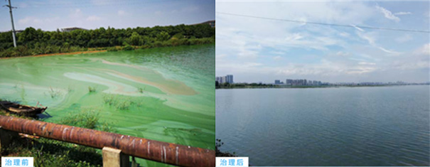 蓝藻治理 蓝藻治理