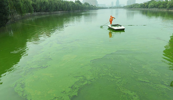 蓝藻治理 蓝藻治理