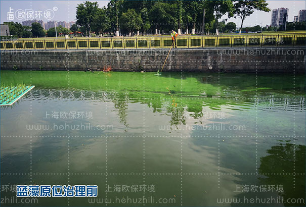 安装光触媒蓝藻消除机前,水面蓝藻聚集,人工难以打捞 安装光触媒蓝藻消除机前,水面蓝藻聚集,人工难以打捞