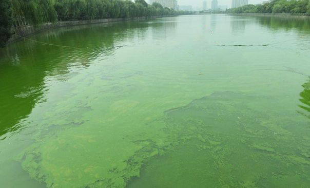 蓝藻如何产生及治理对策 蓝藻如何产生及治理对策