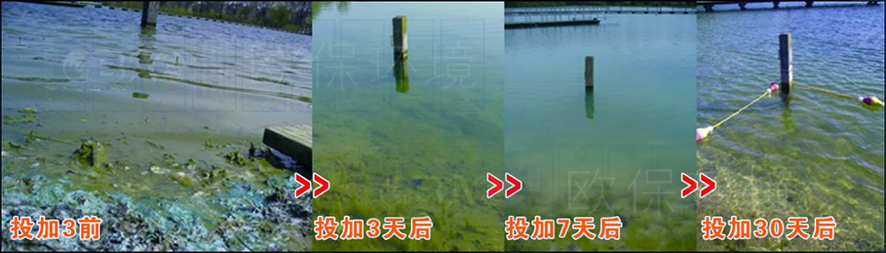 Phoslock锁磷剂,投加30天水体清澈 Phoslock锁磷剂,投加30天水体清澈