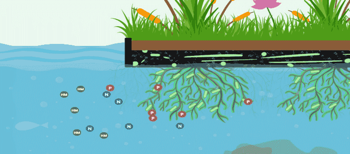 浮田型漂浮湿地在富营养化湖泊中净水原理 浮田型漂浮湿地在富营养化湖泊中净水原理