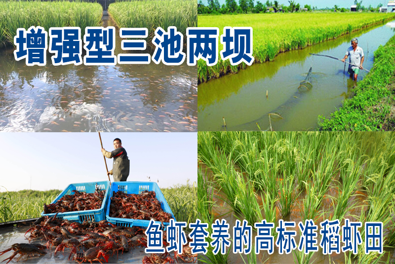 &ldquo;增强型三池两坝&rdquo;助力鱼虾套养的高标准稻虾田