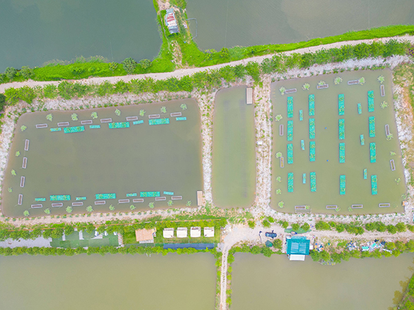 三池两坝,养殖尾水,可再生滤坝 三池两坝,养殖尾水,可再生滤坝